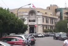 سجال بين بلدية طرابلس وجمعيات الرفق بالحيوان حول مصير الكلاب الشاردة