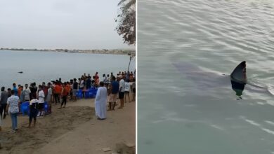 سمكة قرش تثير الذعر في مدينة مصرية على البحر الأحمر (فيديو)