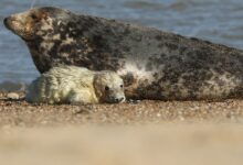 A gray spotted seal sits next to a white furry pup on a beach.
