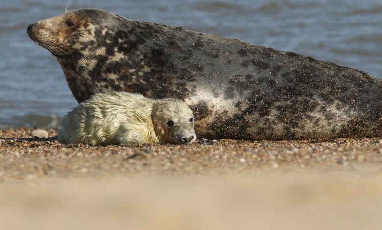 A gray spotted seal sits next to a white furry pup on a beach.