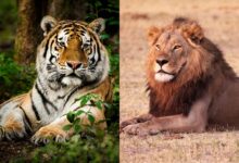 Two images are side by side, the one on the left showing an orange-and-white striped tiger sitting in a lush forest with the image on the right as a male lion with an orange mane sitting in a field.