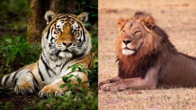 Two images are side by side, the one on the left showing an orange-and-white striped tiger sitting in a lush forest with the image on the right as a male lion with an orange mane sitting in a field.