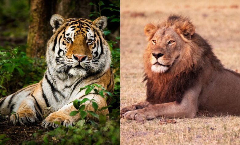 Two images are side by side, the one on the left showing an orange-and-white striped tiger sitting in a lush forest with the image on the right as a male lion with an orange mane sitting in a field.