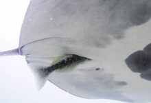A close up of the white underbelly of a manta ray with a remora moving into the cloaca slit.