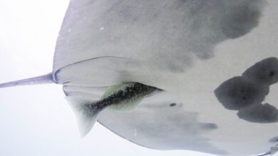 A close up of the white underbelly of a manta ray with a remora moving into the cloaca slit.