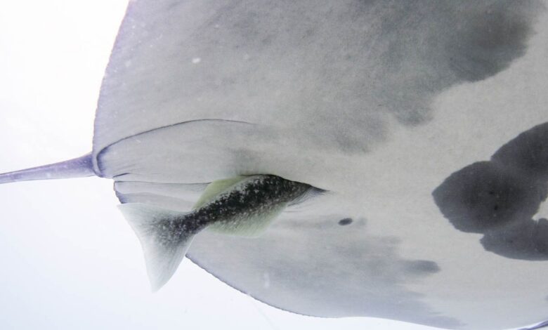 A close up of the white underbelly of a manta ray with a remora moving into the cloaca slit.