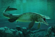 An illustration of a large, underwater reptile, its mouth open and facing the camera.