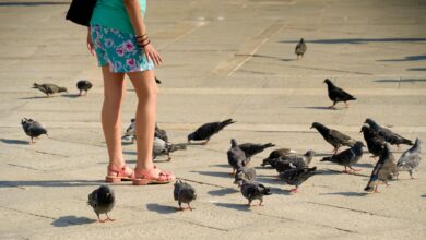 A woman wearing a short skirt and pink sandals stands in the midst of a group of pigeons.