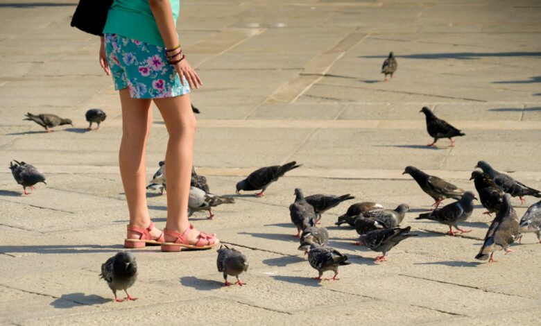 A woman wearing a short skirt and pink sandals stands in the midst of a group of pigeons.