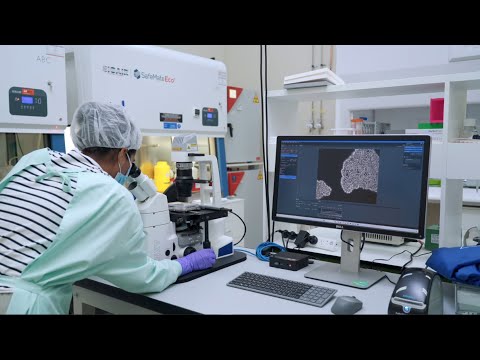خلايا دماغ بشرية تنمو على شريحة تصل إلى مستوى لعب