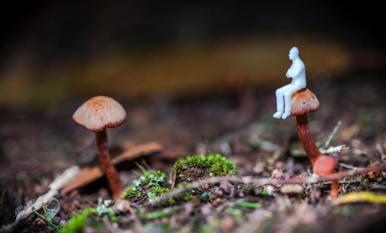 'It sounds so impossible': Student studying fungus that makes users hallucinate tiny people may be on the verge of a scientific breakthrough