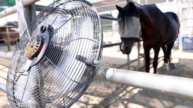 A close up of a circular metal fan tied to a fence post with a horse wearing eye blinders in the background.