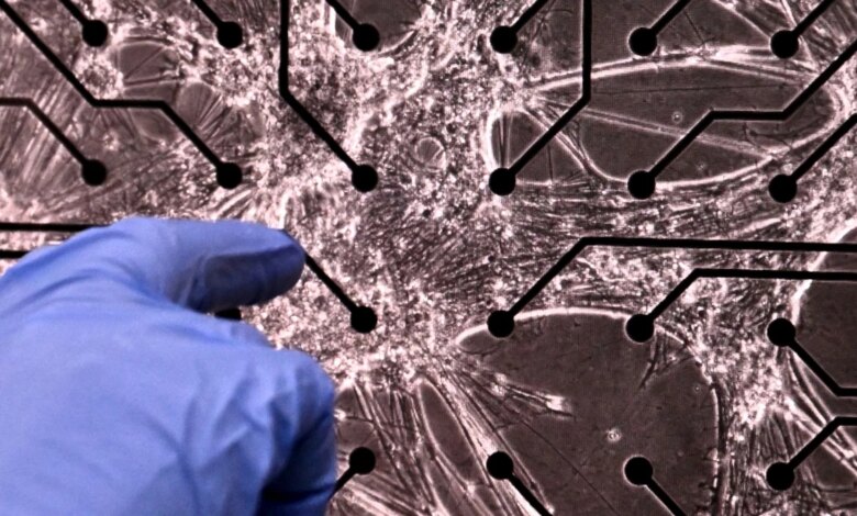 خلايا دماغ بشرية تنمو على شريحة تصل إلى مستوى لعب "الموت": ScienceAlert