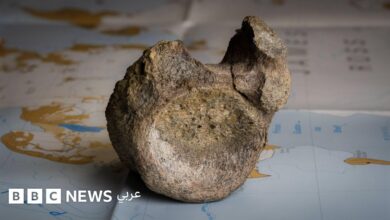 عاجل | حفرية منسية لـ40 عاماً تكشف أول عظمة ديناصور عُثر عليها في القارة القطبية الجنوبية