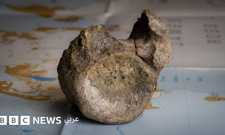 عاجل | حفرية منسية لـ40 عاماً تكشف أول عظمة ديناصور عُثر عليها في القارة القطبية الجنوبية