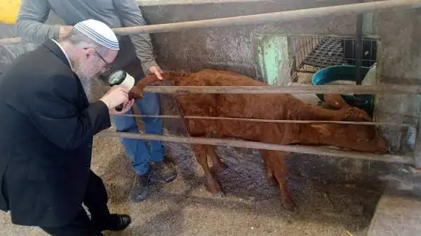 عاجل | ولادة بقرة حمراء في الجليل.. مساعٍ استيطانية لتجاوز العقبات الدينية لاقتحام الأقصى