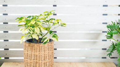 عصية على الغبار... 3 نباتات مثالية لمنازل الخليج