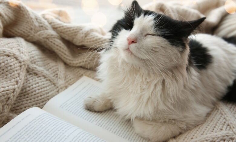 Adorable cat lying near open book on knitted blanket
