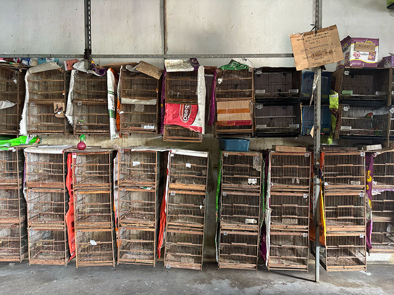 Songbirds are in crisis as trappers and smugglers force them