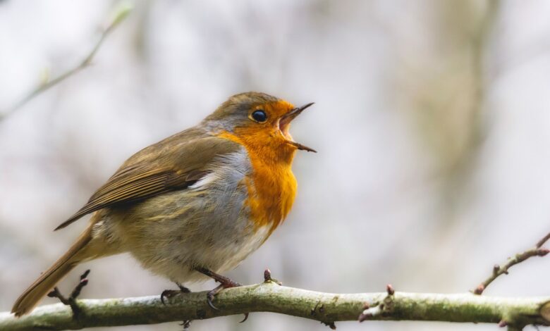 Songbirds are in crisis as trappers and smugglers force them into lucrative bird-singing competitions