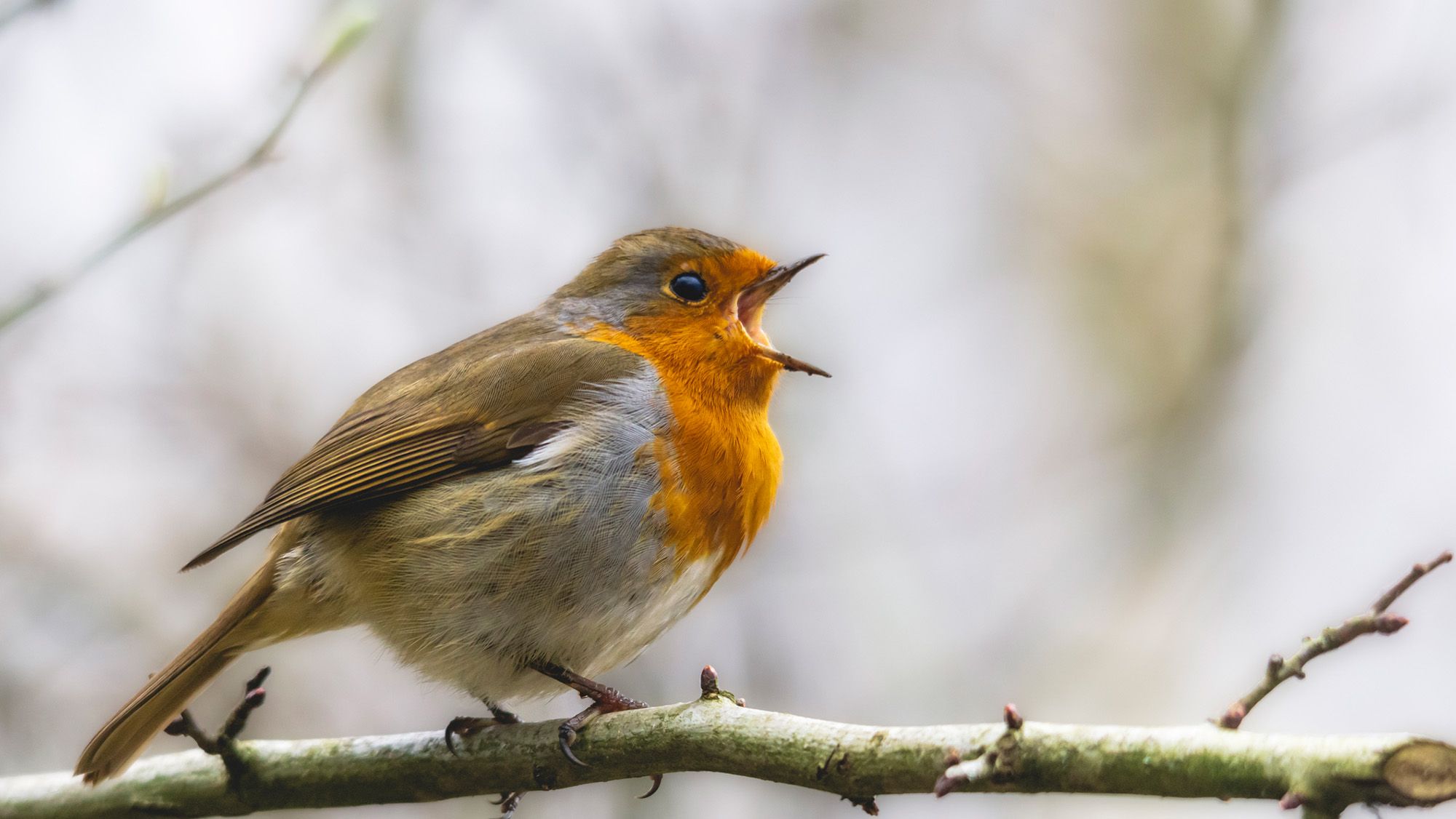 عاجل | Songbirds are in crisis as trappers and smugglers force them into lucrative bird-singing competitions - صورة مميزة صورة مميزة: عاجل | Songbirds are in crisis as trappers and smugglers force them into lucrative bird-singing competitions