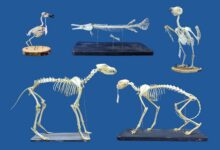 'We were genuinely surprised': 'Superworms' can clean extremely delicate skeletons lickety-split, and that's a game changer for museums