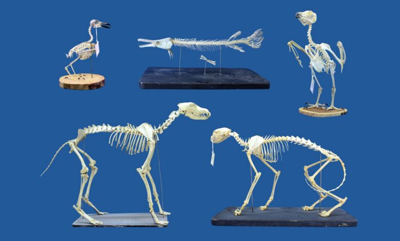'We were genuinely surprised': 'Superworms' can clean extremely delicate skeletons lickety-split, and that's a game changer for museums