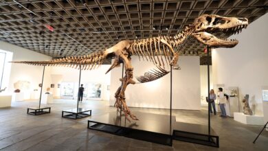 "دخل ديناصور آخر إلى سوق المقتنيات الفاخرة": بيع Gus the T. rex للتو مقابل 50 مليون دولار. وإليك ما تعنيه خسارته للعلم.