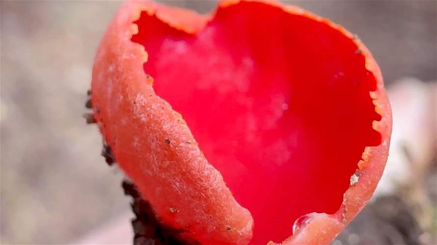 عاجل | نوع فطر نادر في لبنان… فطر الكأس الأحمر المورّد للبشرة
