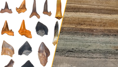 A split image showing a selection of the shark tooth fossils and the location in the Egyptian desert where they were found