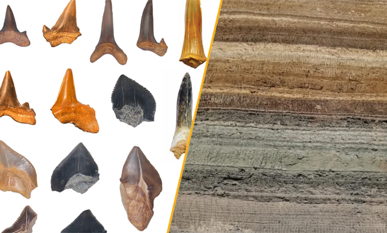 A split image showing a selection of the shark tooth fossils and the location in the Egyptian desert where they were found
