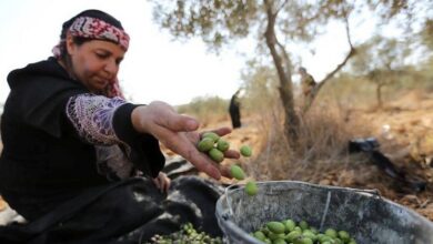 الأمم المتحدة: الهجوم على موسم قطف الزيتون الفلسطيني أداة للتهجير والسلب