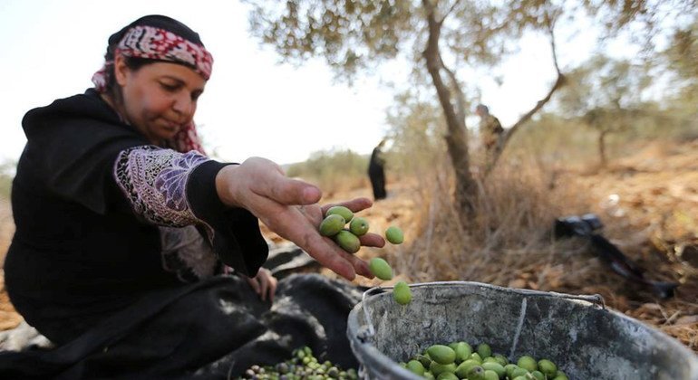 الأمم المتحدة: الهجوم على موسم قطف الزيتون الفلسطيني أداة للتهجير والسلب