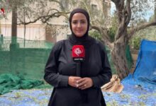 جنوب لبنان يتحدّى القصف الإسرائيلي ويستعيد موسم الزيتون بالصمود