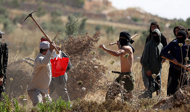 حاخام إسرائيلي يفتي بجواز سرقة زيتون الفلسطينيين – بتوقيت بيروت
