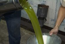 زيت الزيتون بين وفرة الإنتاج وتراجع الأسعار… وموسم الجنوب ينتظر التعافي