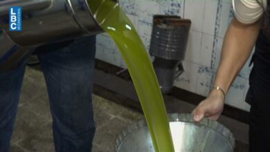 زيت الزيتون بين وفرة الإنتاج وتراجع الأسعار… وموسم الجنوب ينتظر التعافي