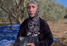 في ميفدون… موسم الزيتون تحت القصف وأهالي البلدة يتمسّكون بأرضهم -…