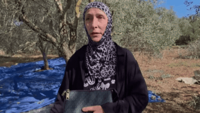 في ميفدون… موسم الزيتون تحت القصف وأهالي البلدة يتمسّكون بأرضهم -…