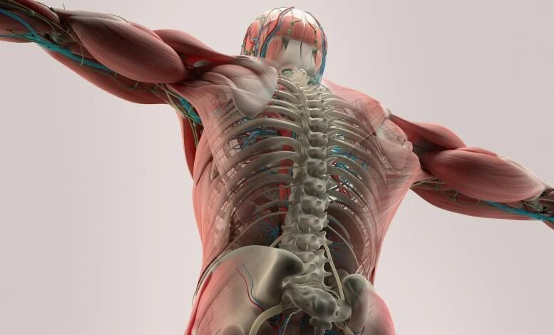 لماذا تضعف العضلات مع التقدم في السن؟ ربما وجد العلماء قطعة مفقودة مهمة