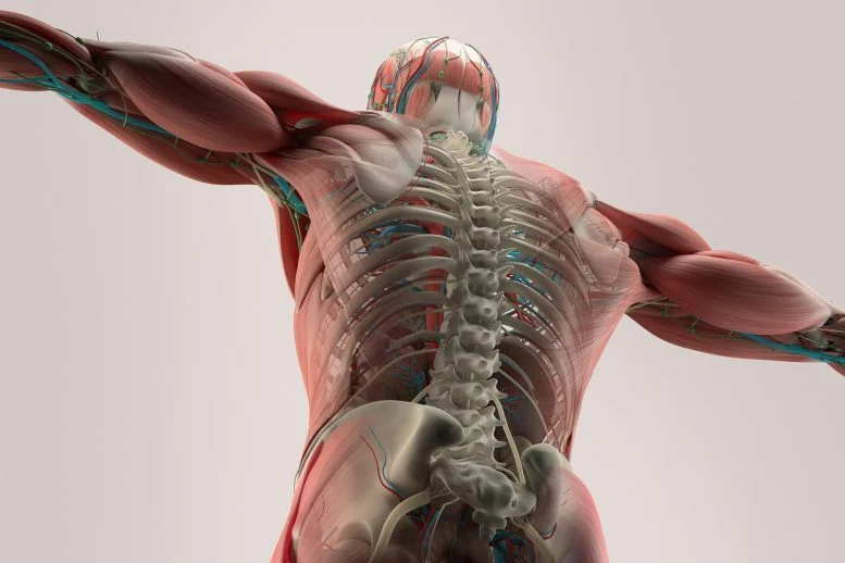 لماذا تضعف العضلات مع التقدم في السن؟ ربما وجد العلماء قطعة مفقودة مهمة - صورة مميزة لماذا تضعف العضلات مع التقدم في السن؟ ربما وجد العلماء قطعة مفقودة مهمة