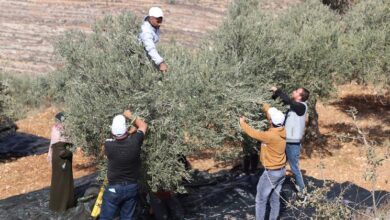 مساعدات للفلسطينيين في الضفة الغربية قبل موسم قطف الزيتون، وتقارير عن هجمات للمستوطنين