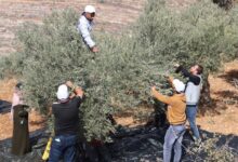مساعدات للفلسطينيين في الضفة الغربية قبل موسم قطف الزيتون، وتقارير عن هجمات للمستوطنين