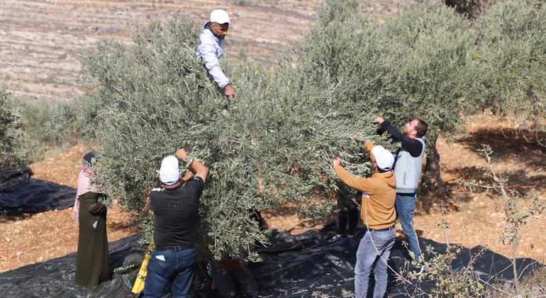 مساعدات للفلسطينيين في الضفة الغربية قبل موسم قطف الزيتون، وتقارير عن هجمات للمستوطنين