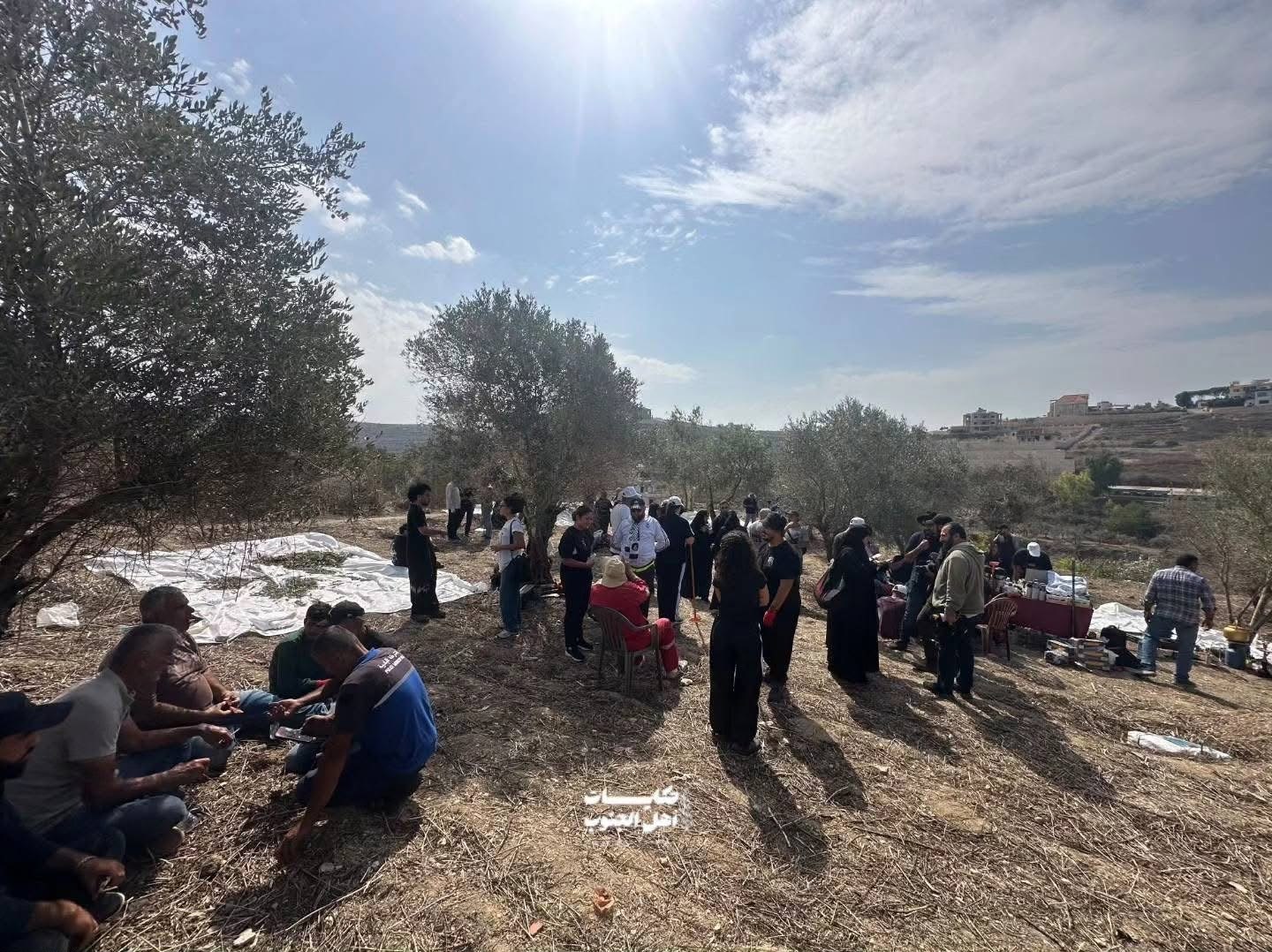 من الشمال إلى الجنوب.. متطوعون يساندون مزارعي الزيتون في جبشيت