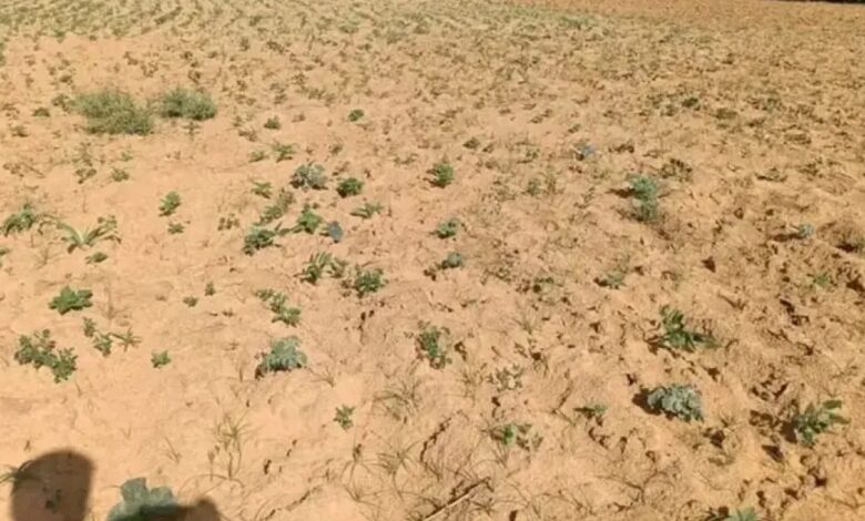 “النينيو” تغير ملامح دارفور.. صور الأقمار الاصطناعية ترصد تراجع الغطاء النباتي | أخبار بيئة ومناخ