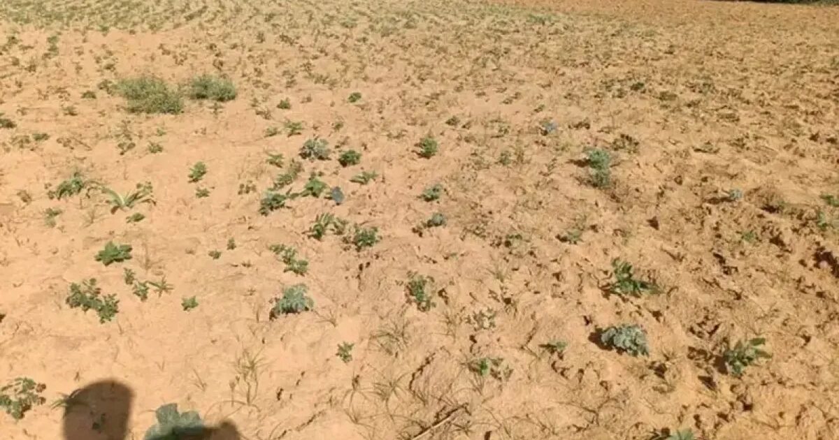 “النينيو” تغير ملامح دارفور.. صور الأقمار الاصطناعية ترصد تراجع الغطاء النباتي | أخبار بيئة ومناخ