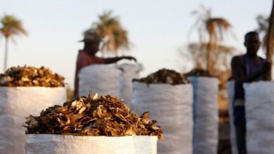 “لا يمكنهم التنافس مع الأسعار التي ستدفعها مصانع الأسماك”: كيف يأخذ الطلب على وجبة السمك الأولوية على إطعام الناس