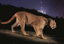Photojournalist Steve Winter on his iconic Hollywood puma image, the illegal tiger trade and having a black panther knock on his door