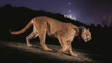 Photojournalist Steve Winter on his iconic Hollywood puma image, the illegal tiger trade and having a black panther knock on his door